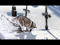 A wolf started to dig up a fresh grave while the family watched. It saved two lives