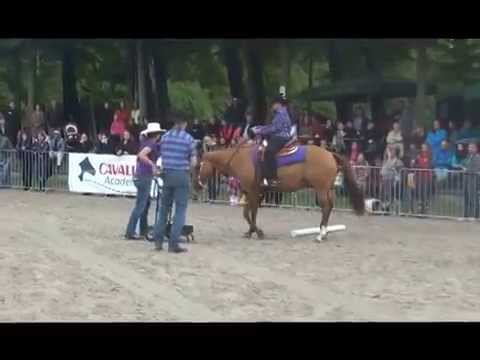 Cavallo-Cup Kerstin Kober