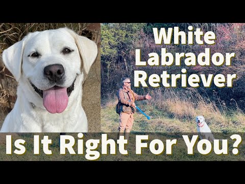 White English Labrador Retriever | Is It Right For You?
