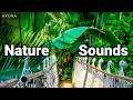 Entspannungsmusik & Naturgeräusche zum einschlafen - Regenwald Sounds (Mystery)