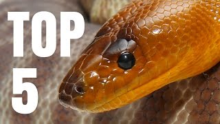 Crew's Top 5 Favorite Snakes & Reptiles! SnakeBytesTV by AnimalBytesTV