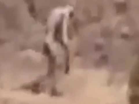 Mysterious ‘man-like creature’ is filmed roaming through Portuguese desert