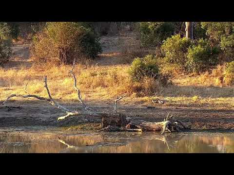 Djuma: Egyptian Geese fighting - 16:40 - 07/28/21