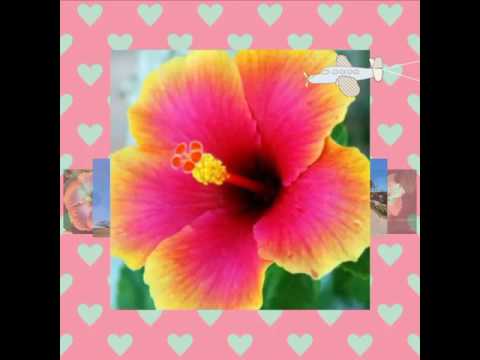 Quem Gosta De Mim Sou Eu