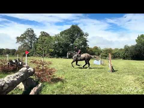 Quality 16h Irish Draught - Lot 512 Goresbridge - Image 2