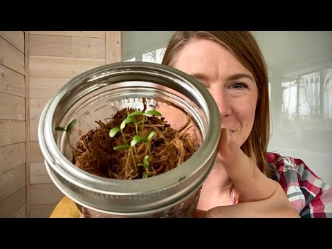 JARMINATION The Easiest Way to Germinate and Grow Common Milkweed from Seed for a Butterfly Garden