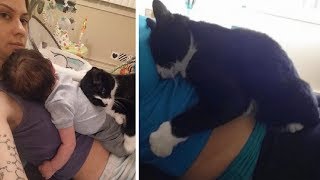 Esta mulher ficou grávida e a reação de sua gata foi uma incrível Surpresa