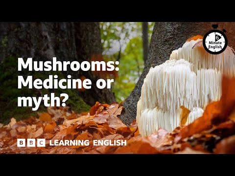 菇類：是仙丹還是迷思？⏲️ 6分鐘英語 (Mushrooms: Medicine or myth? ⏲️ 6 Minute English)