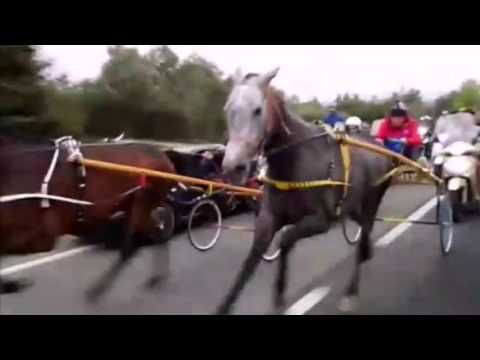 Michele Magliocco - Golden General Official