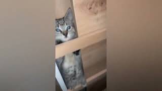 Cat version of mission impossible