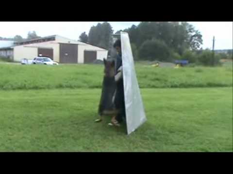 Parents of litter "D" z Jukasu (Nord Suché Lazce x Aischa z Jukasu) - sestřih