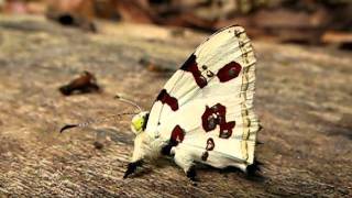 Stunning silver-spotted Metalmark butterfly, Anteros formosus from Ecuador