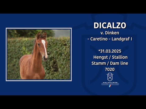 Holsteiner Fohlenmonat | Nr. 10 v. Dinken - Caretino