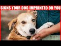 15 Signs Your Dog Considers You Its Mother