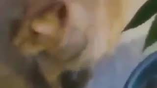 Download lagu Status wa ,kucing oyen makan ganja mp3 Download lagu Status wa ,kucing oyen makan ganja mp3
