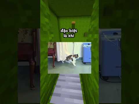 Câu Chuyện Buồn Nhất Về Mèo Mà Tui Từng Nghe...