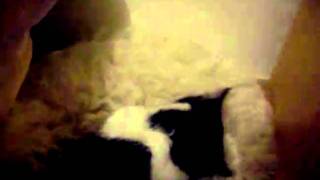 Download lagu My kitteh drinking milk from my puppy mp3 Download lagu My kitteh drinking milk from my puppy mp3