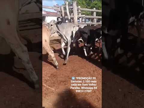 ➡️ *PROMOÇÃO 35 Garrotes: 2.100 reais cada em Ouro Velho/ Paraíba. Whatsapp 84 99810 2784*#gado
