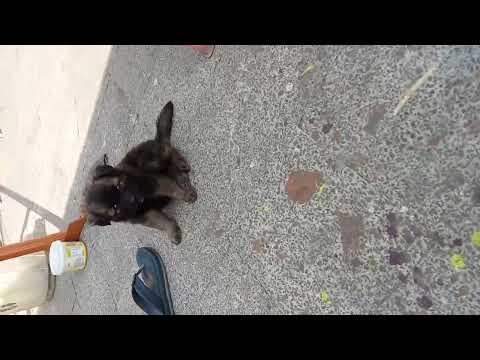 9547106531 contact number for dog buyer s