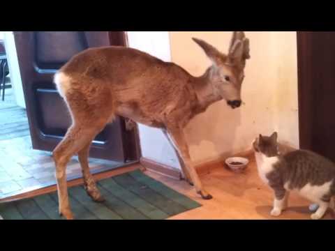YouTube video about: Will deer eat dry cat food?