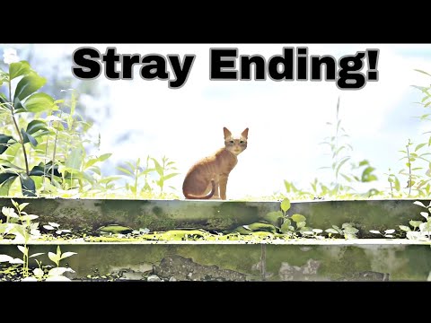 Stray Ending / The Final Chapter / END of the Plague