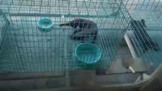 preview picture of video 'Supaluk, Copper Cats, Siamese Cat House, Samut Songkhram'