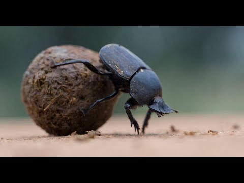 , title : 'Bimbirisha KIMBA/Mdudu mashuhuri wa kusukuma Kinyesi Bila Kuchoka'