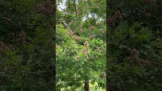 Download lagu #Andira inermis#cabbage bark tree mp3