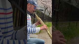 My heart will go on Soprano Saxophone  #musicalinstrument #sopranosaxophone #japan #nakanoshima