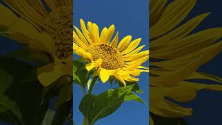 #Habaneera# #Carmen# #Nanamuskuri # #Bizet# #Sunflower#