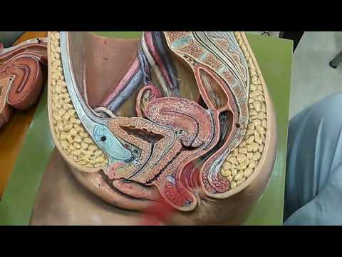 Mid Saggital Section Of Female Pelvis