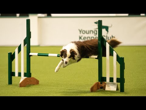 Crufts 2023 - YKC Graduate Agility - 1st Place