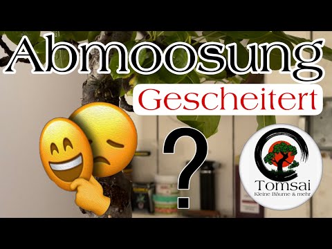 Birne Abmoosung gescheitert ? Bonsai 56/22