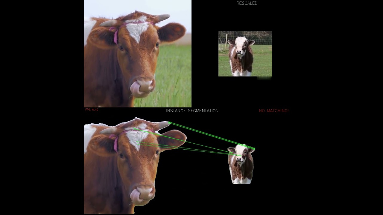 Cattle Identification with scaled video using instance segmentation and robust local features