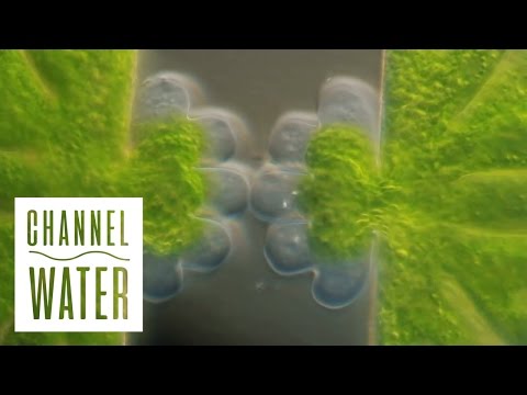 Water - The Architect Of Nature