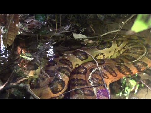Giant anaconda in the Amazon rainforest - Close encounter!