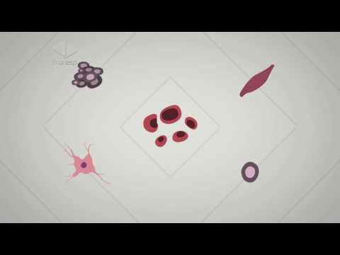 Guia de Profissões | Dicas do Guia - Biologia - Níveis de Organização do Corpo Humano