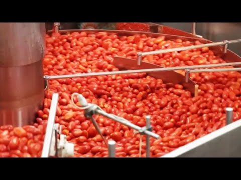 Amazing Food Industry Machines of Processing and Packaging