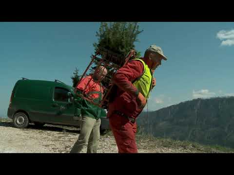 Nachhaltige Forstwirtschaft