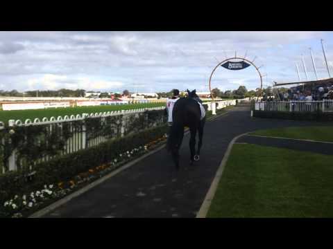 Pierro, 2012 Group 1 Golden Slipper winner, returns to the track for a spring campaign
