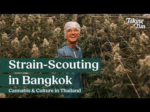 T(HIGH)Land Diaries: Thailands Cannabis-Markt 2026