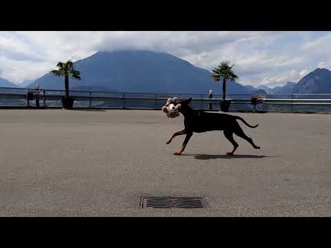 Hund bringt Ringe zur Hochzeit