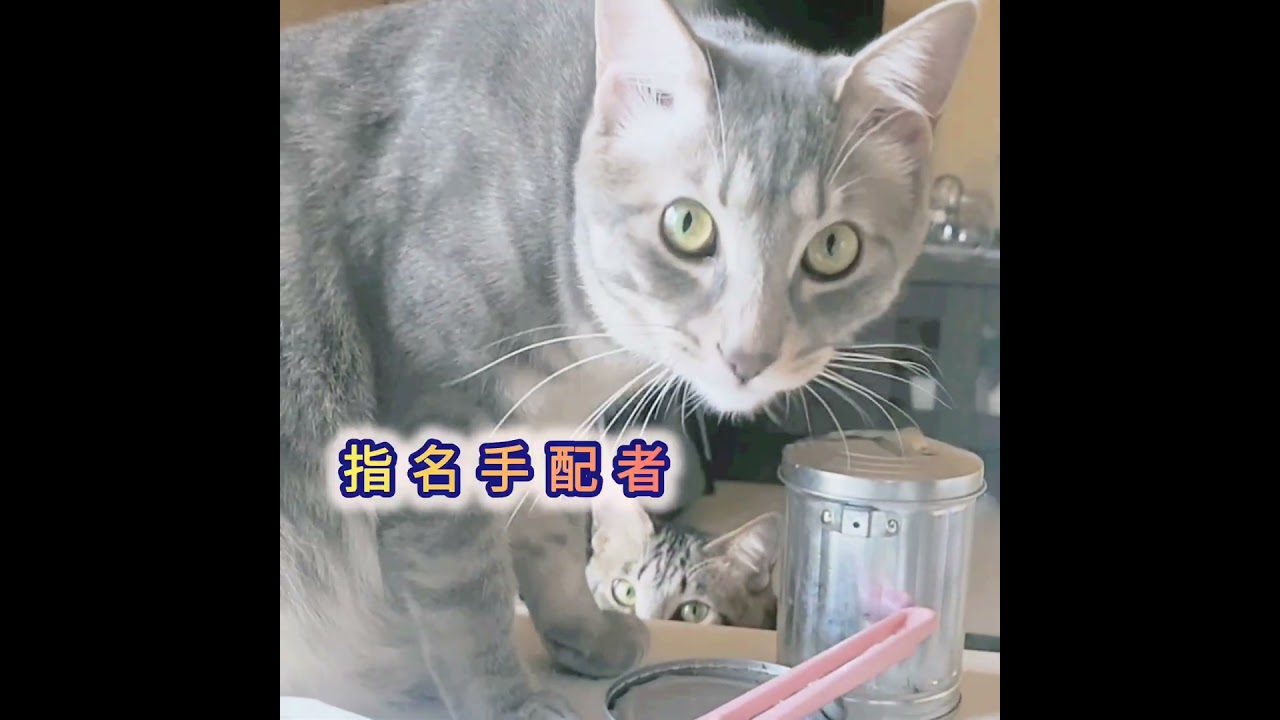 「【飼い主がいない間にグルメ探求中‼️】ニャンとも喰いしん坊は誰だ？」