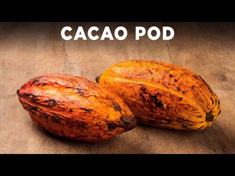 Opening A Cacao Pod