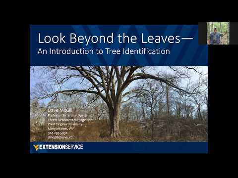 Looking Beyond the Leaves: An Introduction to Tree Identification