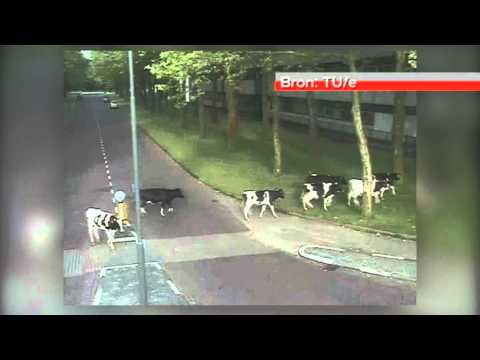 Koeien willen TU/e-gebouw in