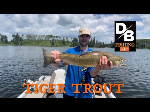 Tiger Trout trip to Twin Lakes, Manitoba