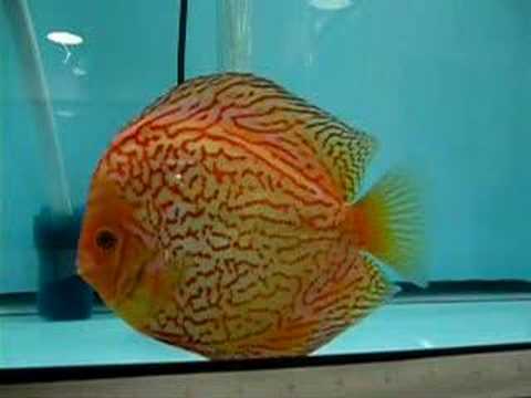 One of the world's biggest Discus fish Pigeon Blood Blue 2