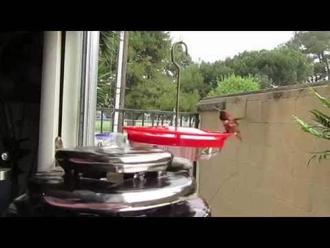 Don't kill your hummingbirds with intended kindness