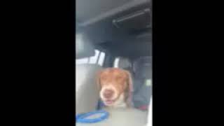 Video preview image #1 Australian Shepherd-Great Pyrenees Mix Puppy For Sale in Stover, MO, USA